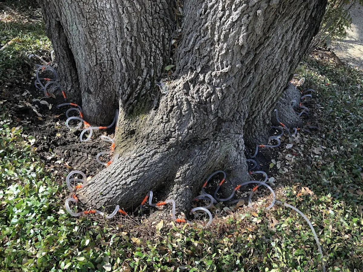 Detailed Tree Cabling and Bracing job site in Ralph